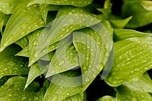 Foliage with rain drops - detailed close up