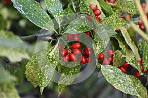 Foliage and red berries of Aucuba Japonica.