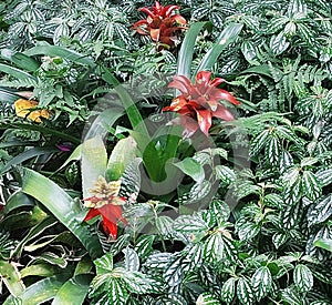 Foliage with Red bromeliads