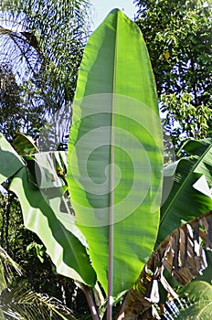 The foliage of Red Dacca Bananas growing in the middle of the woods