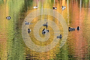 Foliage reflected onto pond with mallard ducks and Canada geese