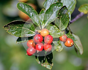 Foliage and ripen fruits of dwarf whitebeam Sorbus chamaemespil