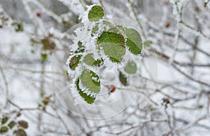 Foliage of rose-canina under hoar frost in winter garden