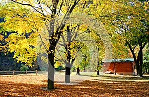 The foliage scenery