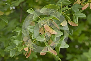 Foliage and seed of Acer monspessulanum (Montpellier maple)