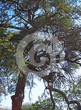 FOLIAGE AND SEEDPODS ON A TALL TREE