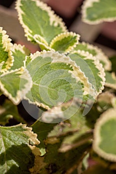 Oregano Leaf Close-up