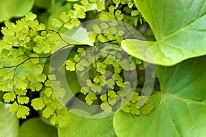 Foliage and shadow