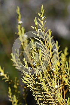 Foliage and small white yellow flowers of the uncommon Australian native shrub Olax stricta, family Olacaceae