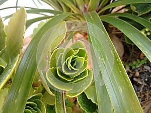 Foliage,  a smooth, fleshy leaves are obovate with a scalloped leaf margin.