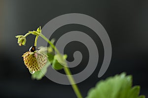 Foliage strawberry plant on darck background. abstract