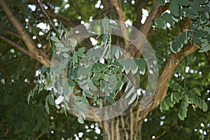 Foliage of Styphnolobium japonicum photo