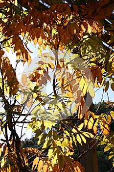 Foliage in sunshine