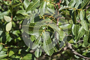 Foliage of Terebinth, Pistacia terebinthus