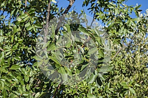 Foliage of Terebinth, Pistacia terebinthus photo