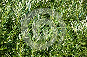 Foliage texture