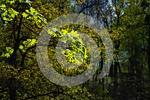 Foliage to light. Glow of green foliage of a tree in a sunbeam. Natural background