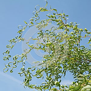 Foliage of a tortuous willow (Salix babylonica \'tortuosa\')
