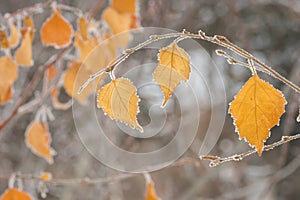 Foliage on tree branch under first hoar
