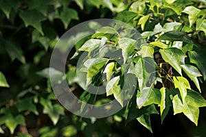 Foliage of a trident maple, Acer buergerianum