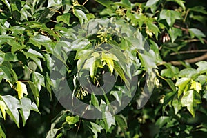 Foliage of a trident maple, Acer buergerianum