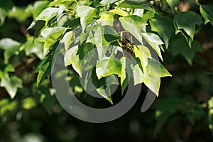 Foliage of a trident maple, Acer buergerianum