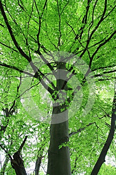 Foliage and trunk of beech tree in spring