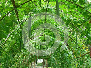 Foliage Tunnel of the Luffa Plants at the Botanical Garden