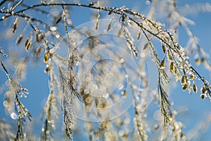 Foliage twinkles with silver and gold dew