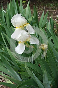 Foliage and two white flowers of Iris germanica