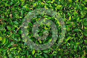 A foliage wall comprising fresh green leaves