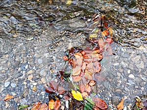 Foliage washed ashore in stream