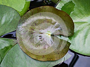 foliage of water lily leaves , Nymphaeaceae water lilies purple leaf plant