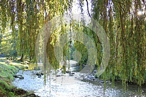 Foliage of weeping willow with Aude river in background