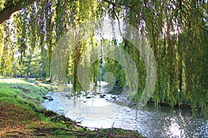 Foliage of weeping willow with Aude river in background