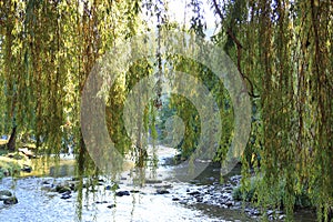 Foliage of weeping willow with Aude river in background