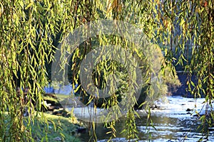 Foliage of weeping willow with Aude river in background