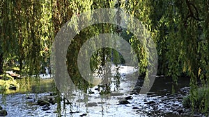 Foliage of weeping willow with Aude river in background