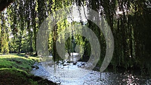 Foliage of weeping willow with Aude river in background