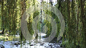 Foliage of weeping willow with Aude river in background