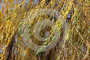 Foliage of weeping willow tree in November