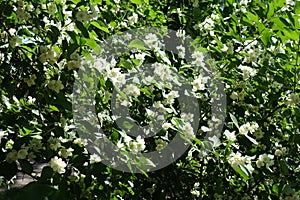 Foliage and white flowers of Philadelphus coronarius