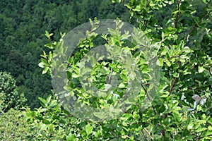 Foliage of whitebeam tree