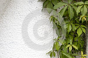 Foliage wild grapes on white wall background with copy space. Green leaves of the wild grapes on wall background