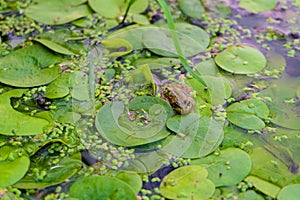 Foliage of wild Lotus with green frog on the water surface