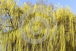 foliage on a willow