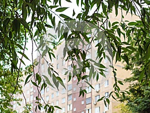 foliage of willow tree and residential house