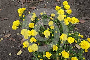 Foliage and yellow flowers of Chrysanthemums