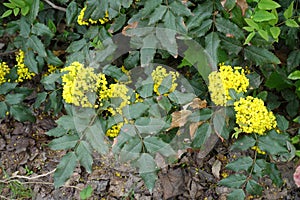 Foliage and yellow flowers of Oregon grape
