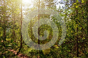 Foliar forest on summer sunny day background